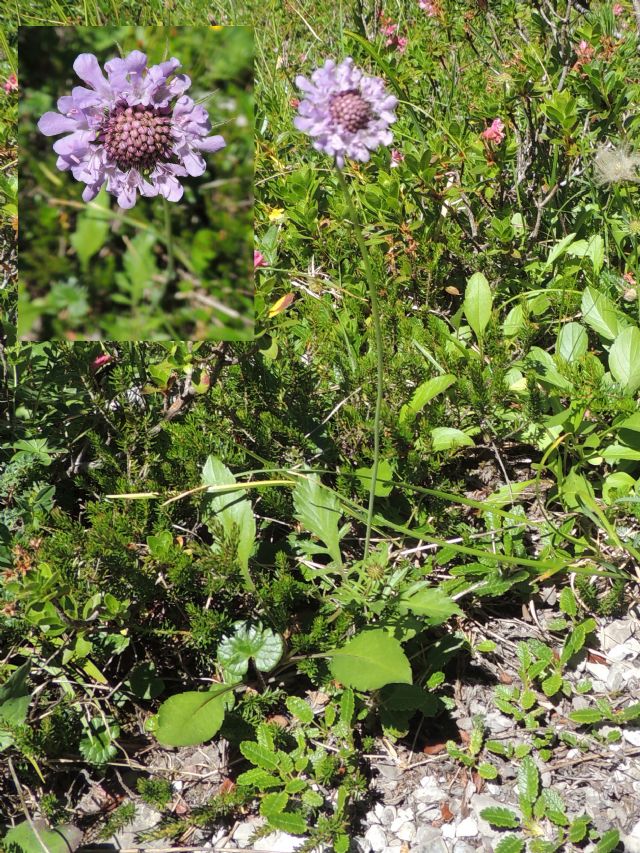 Scabiosa ?